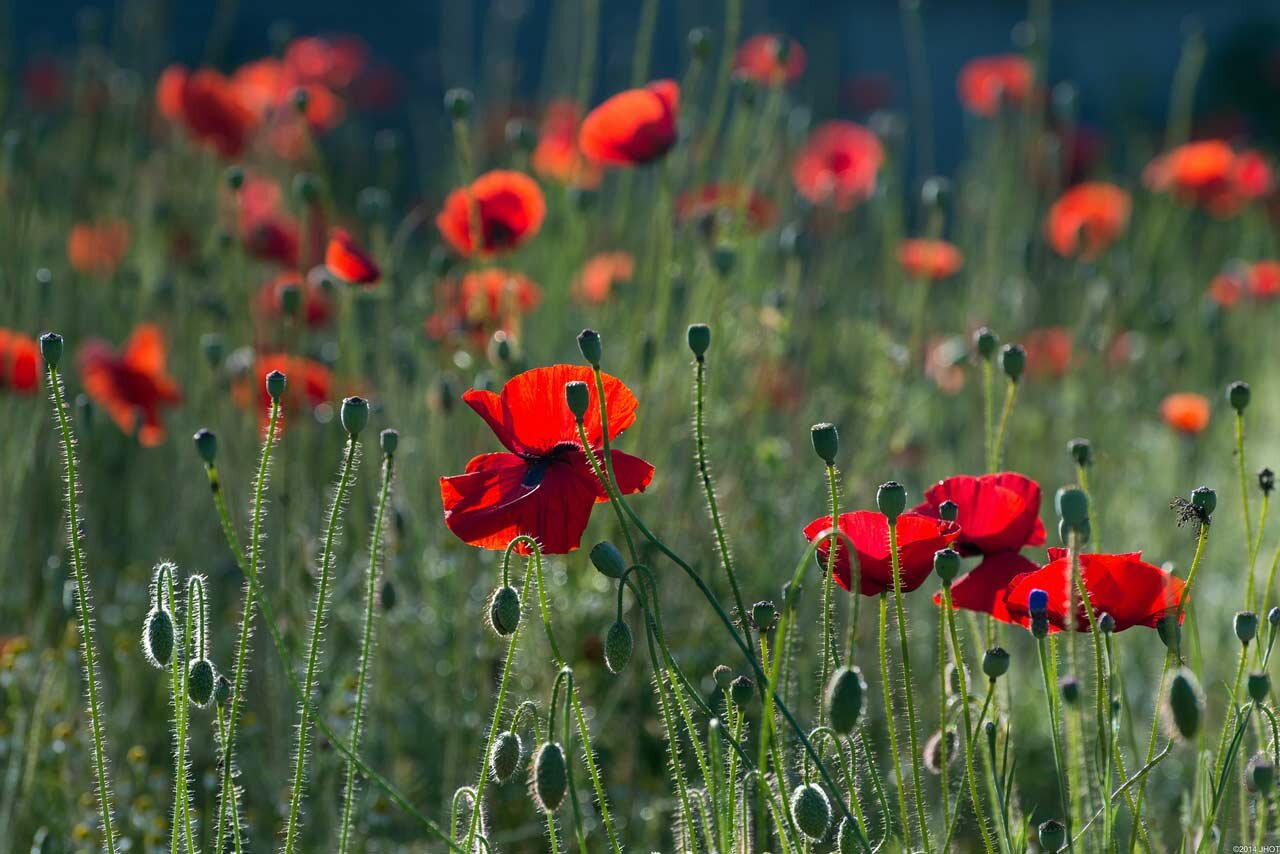 Poppy Appeal